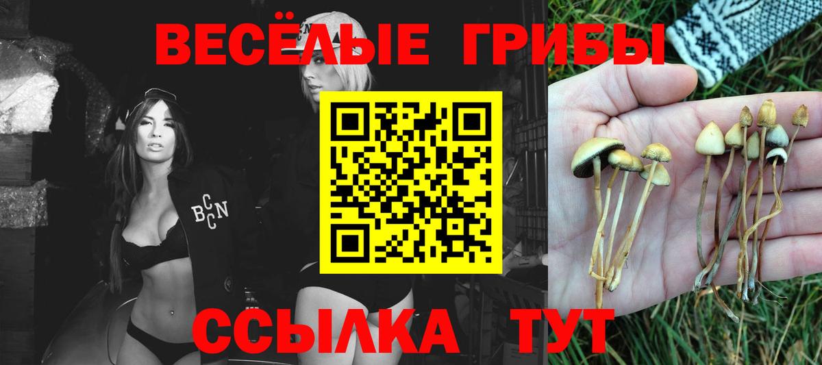Бугуруслан  Галлюциногенные грибы Psilocybe  Вход с VPN 
